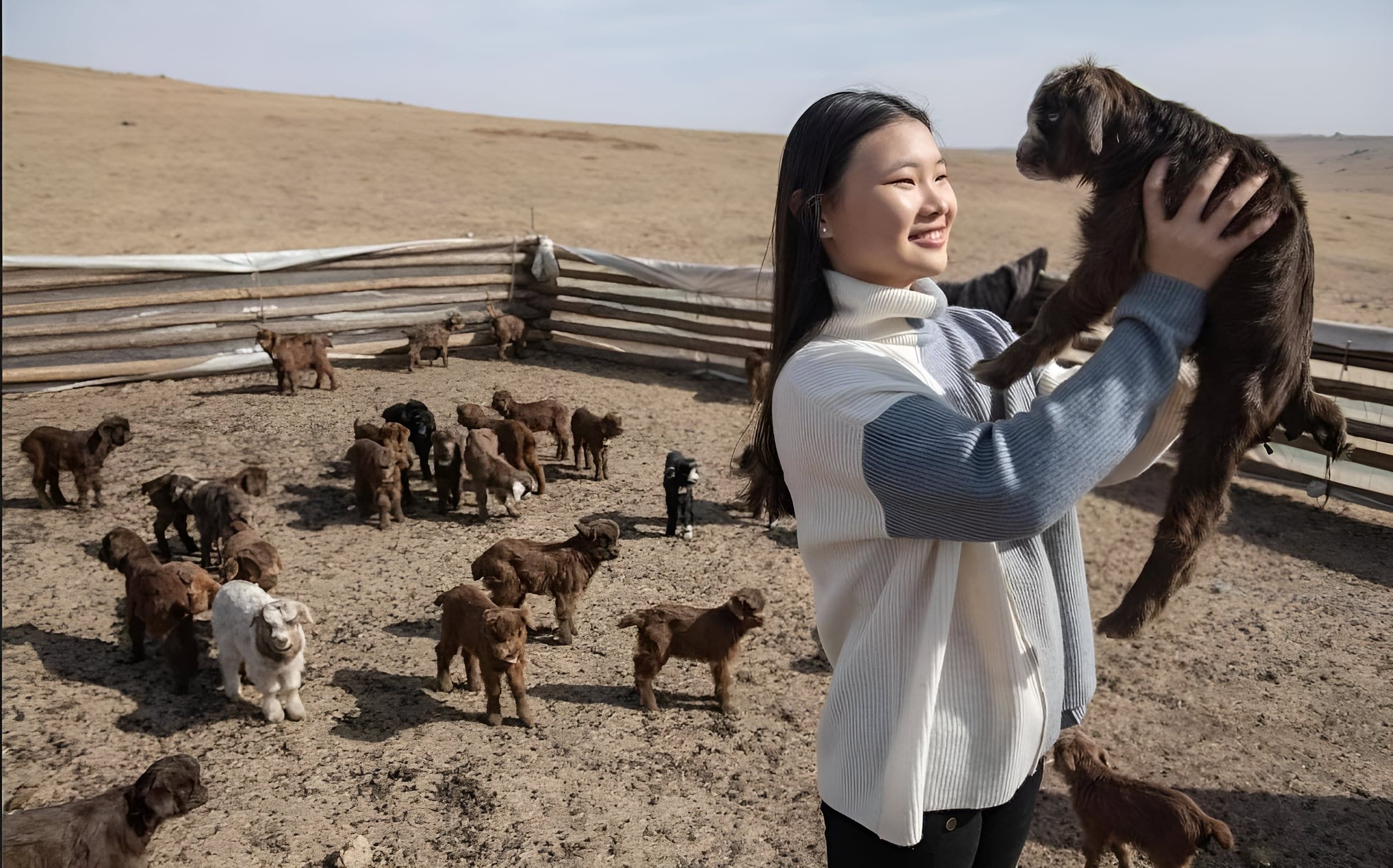 Femme tenant un chevreau dans un enclos de chèvres cachemire, steppe mongole